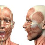 Ilustracja do artykułu: Anatomia i funkcje plamki żółtej - obraz wyróżniający